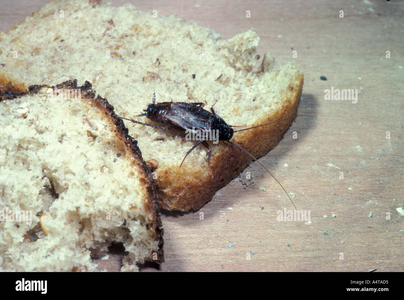 Invertebrate cockroach common blatta orientalis england hires stock photography and images Alamy