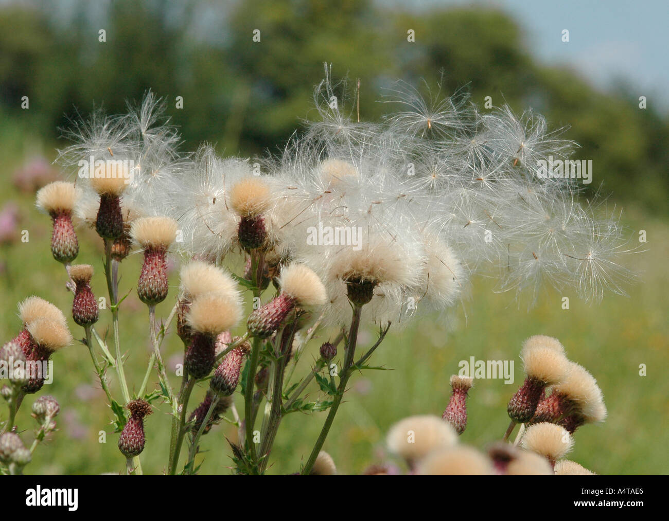 Thistle down Stock Photo Alamy