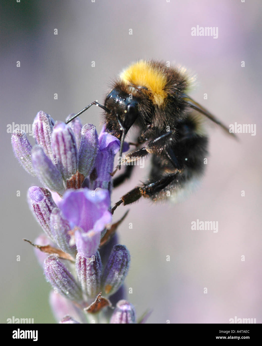 A bumble bee Bombus species feeds on a lavender flower Stock Photo