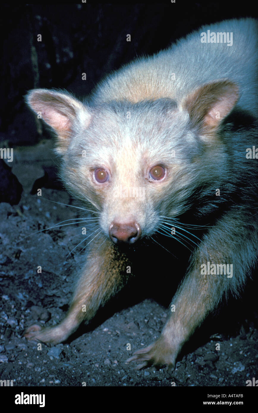 Albino raccoon hi-res stock photography and images - Alamy