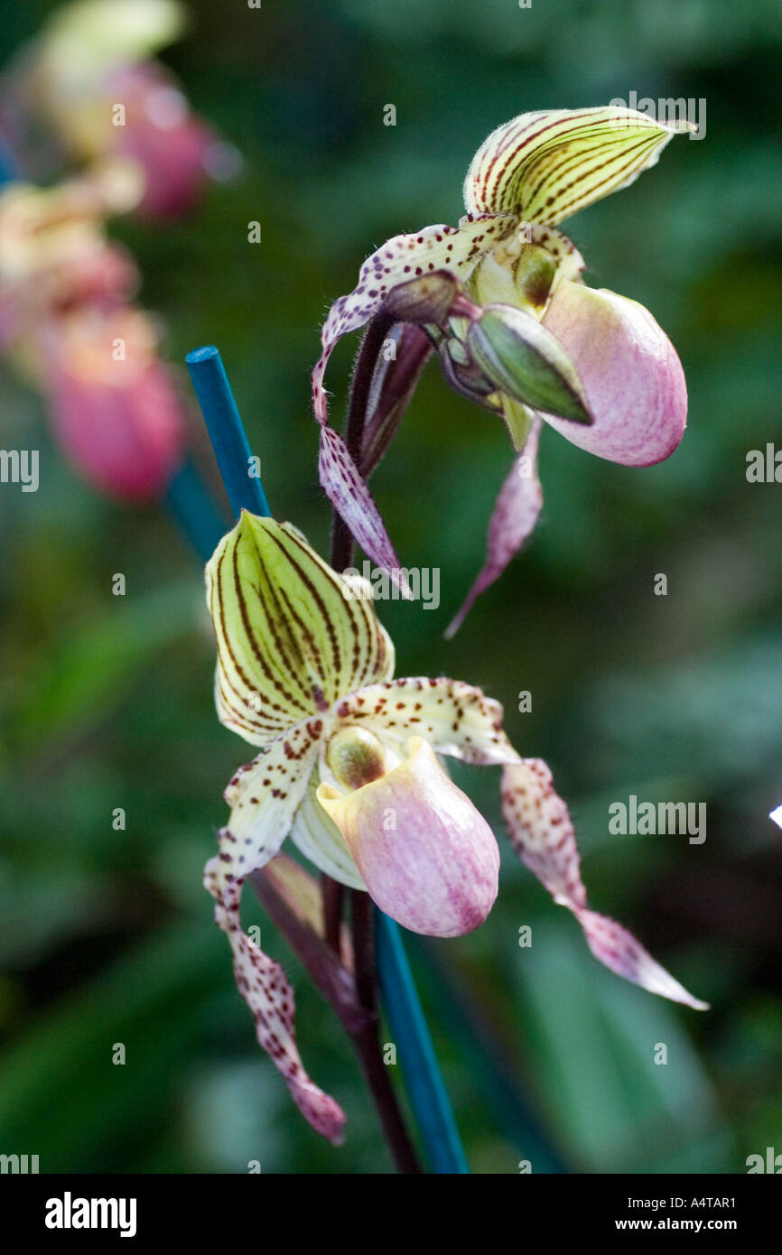 Paphiopedilum orchid phillipinensis x pinocchio Stock Photo