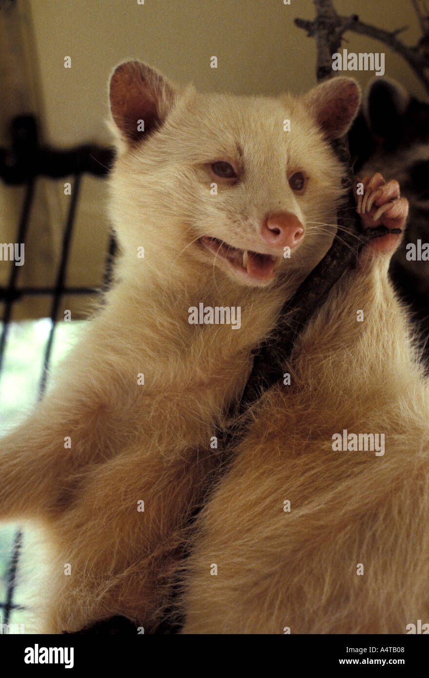 MAMMAL ALBINO RACCOON Stock Photo - Alamy