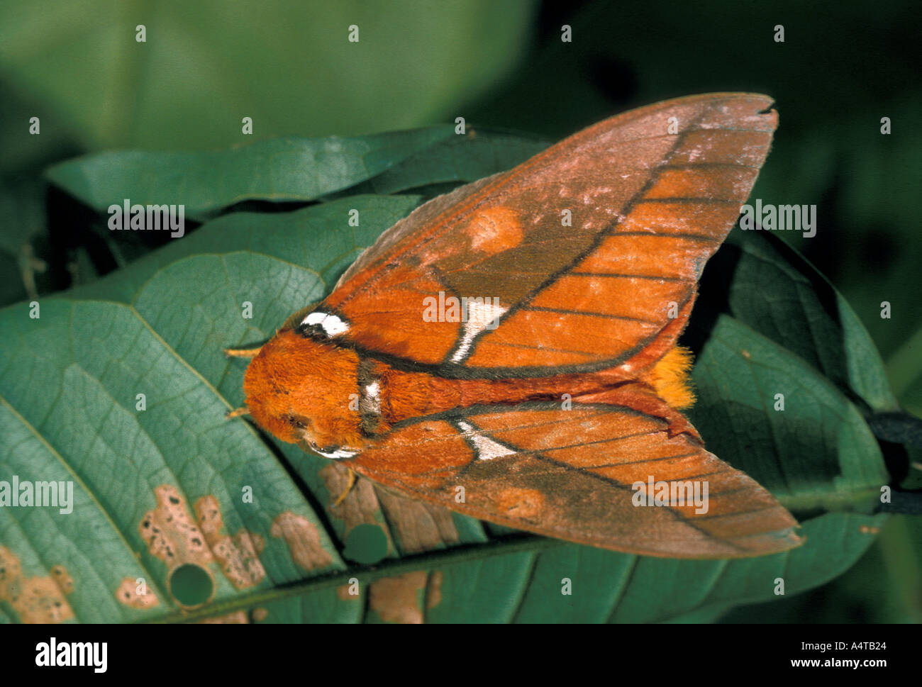 Saturniidae hi-res stock photography and images - Alamy