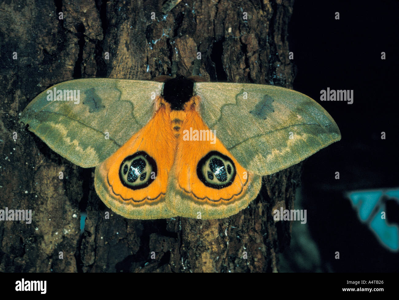 Invertebrate moth saturniidae hi-res stock photography and images - Alamy