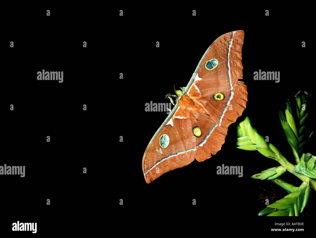 INVERTEBRATE MOTH Saturniidae Stock Photo - Alamy