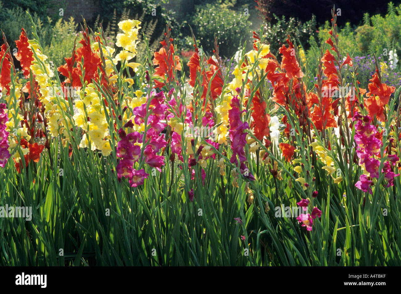 Gladiolus in Garden Border setting gladioli garden plants drift Stock Photo