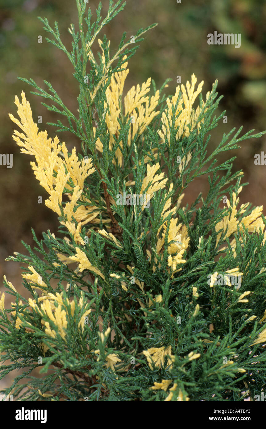 Juniperus chinensis 'Plumosa Aurea' Stock Photo
