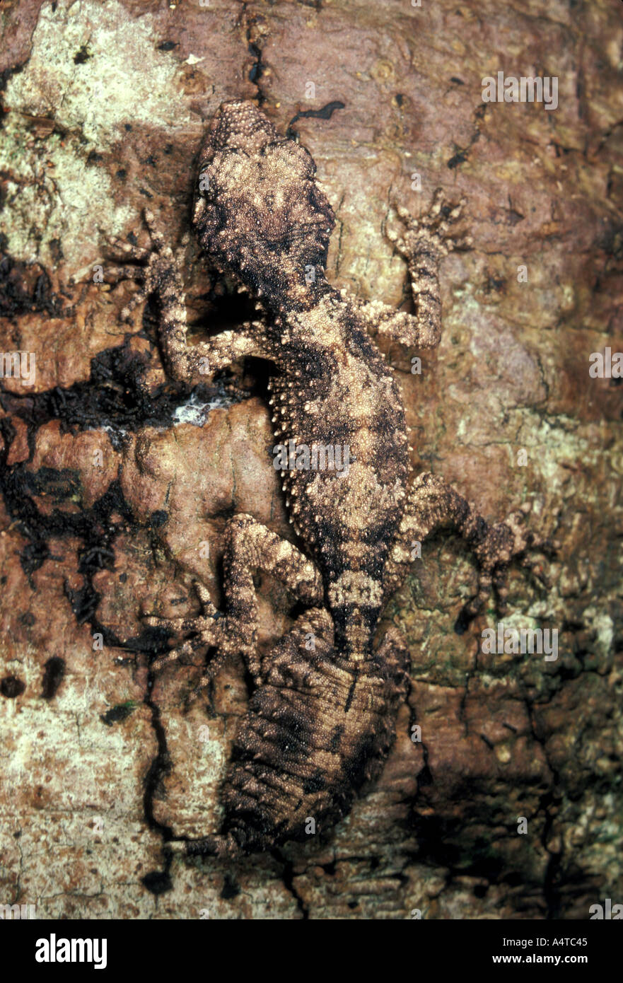 REPTILE GECKO Northern Leap Tailed Stock Photo Alamy