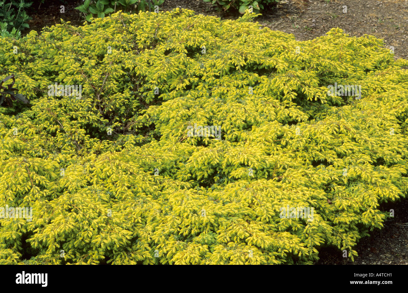 Juniperus communis 'Depressa Aurea' Stock Photo