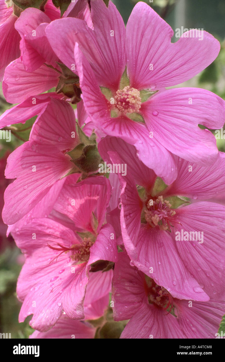 Lavatera 'Kew Rose' Stock Photo