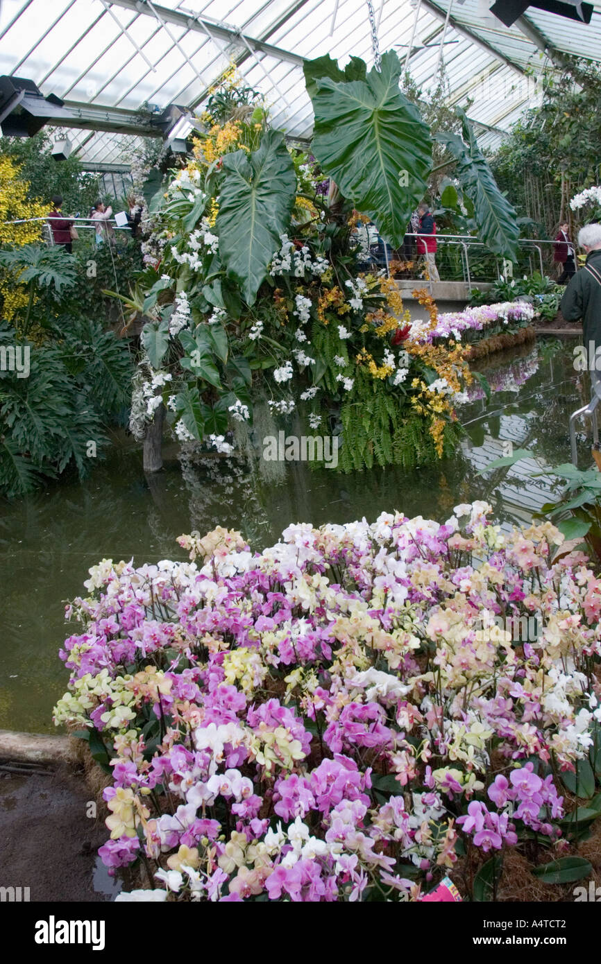Display of Orchids at Kew Gardens London UK Stock Photo