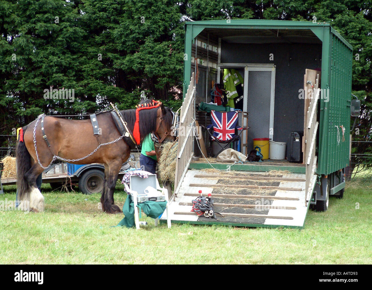 English Shire Horse Stock Photo - Alamy