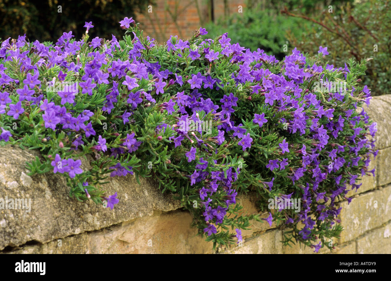 Lithodora diffusa 'Heavenly Blue' Stock Photo