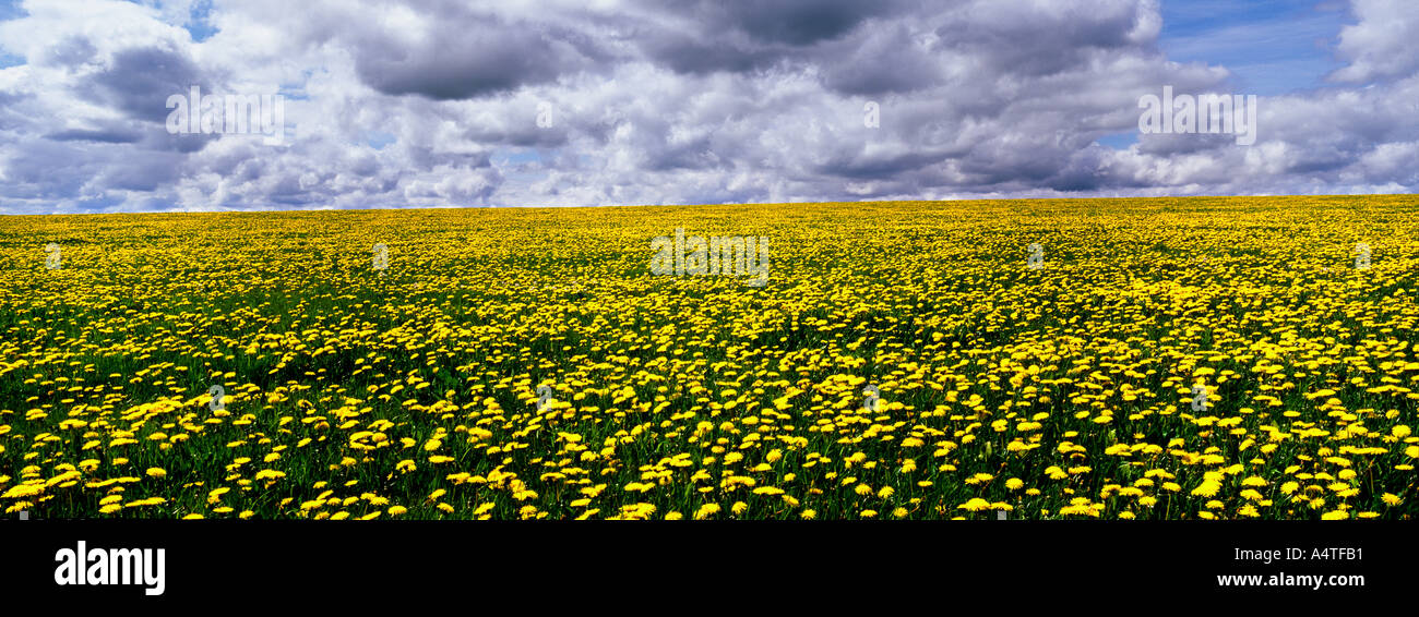 Searchmiracle hi-res stock photography and images - Alamy
