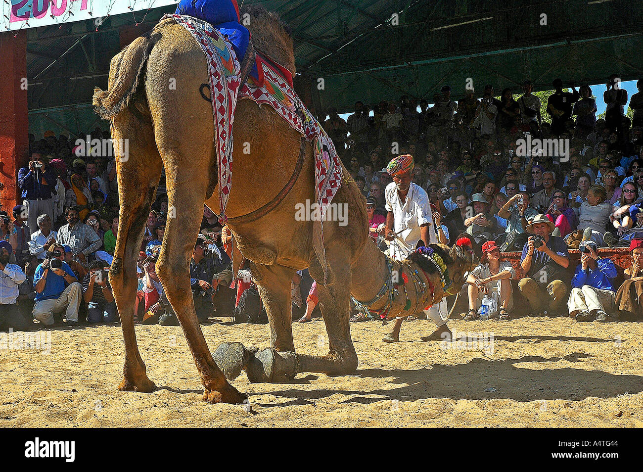 SUB98590 A camel dance performance being enjoyed by foreign tourists