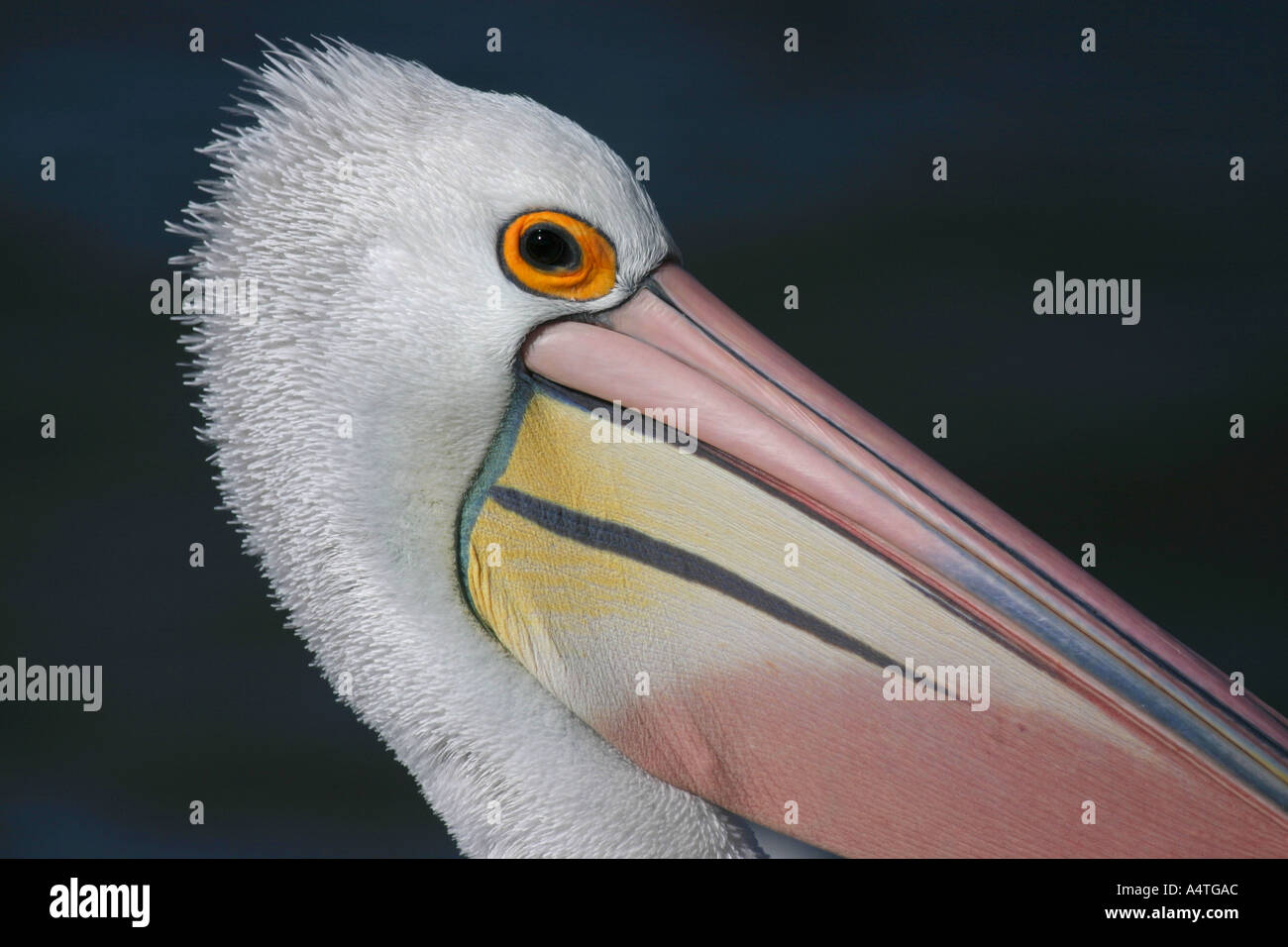 Australian pelican pelecanus conspicillatus Stock Photo