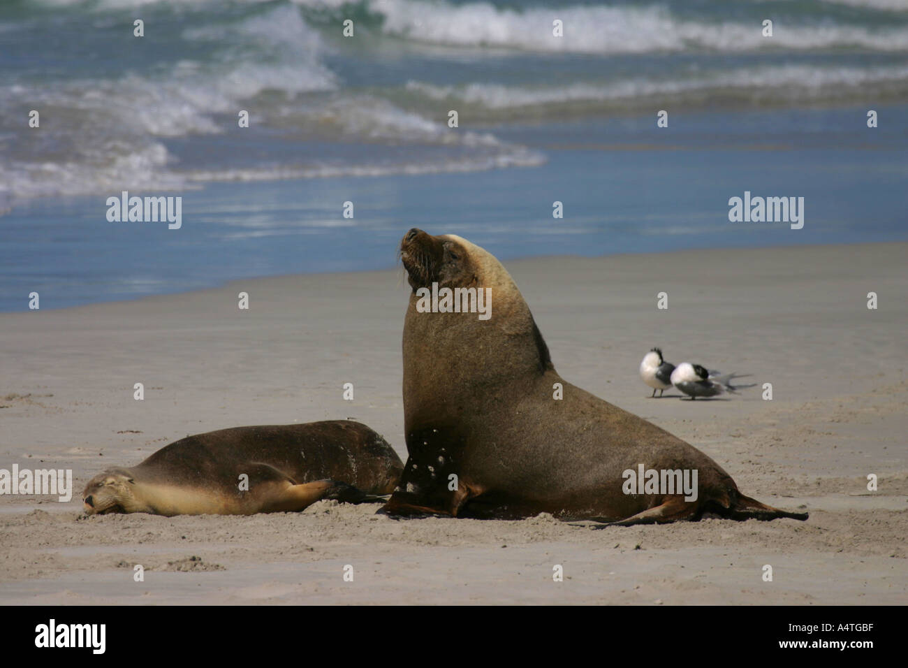 Australian sea lions neophoca cinerea Stock Photo Alamy