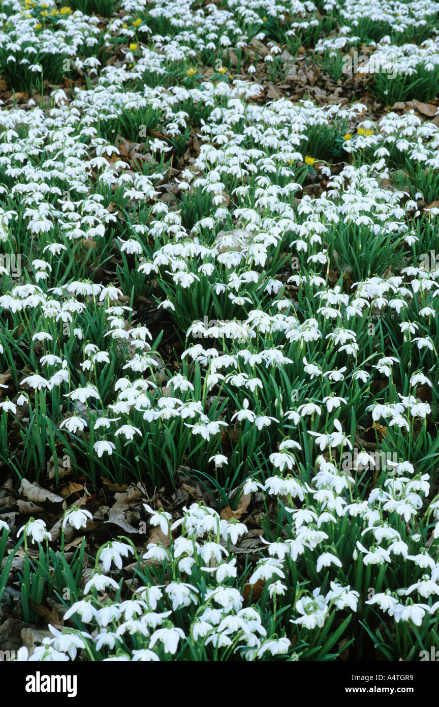 Snowdrops naturalised in drift Stock Photo