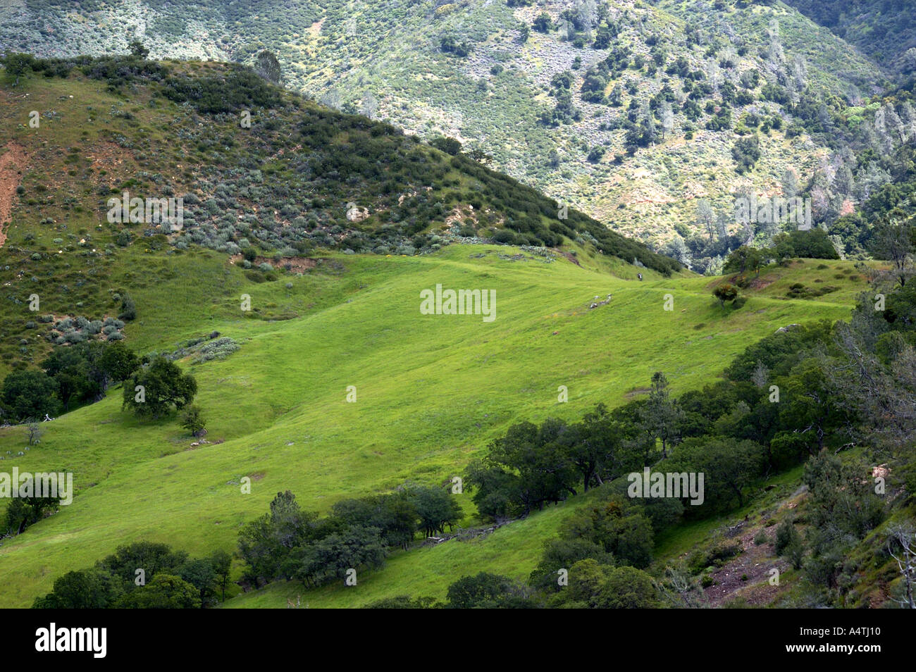 Los Padres National Forest Stock Photo Alamy