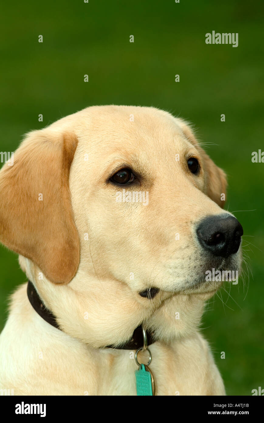 Golden Labrador puppy, UK Stock Photo Alamy