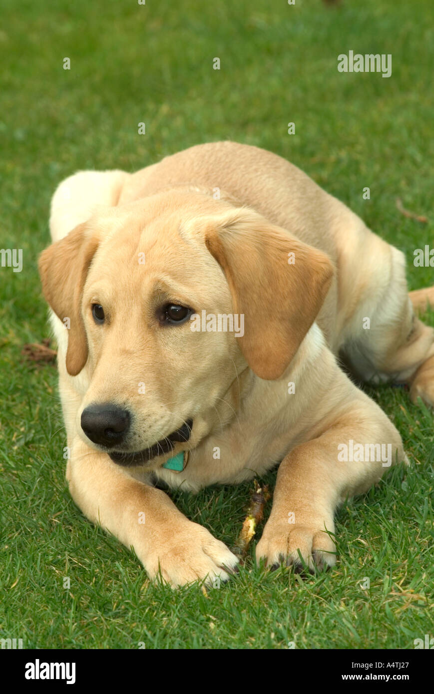 Golden Labrador puppy, UK Stock Photo Alamy