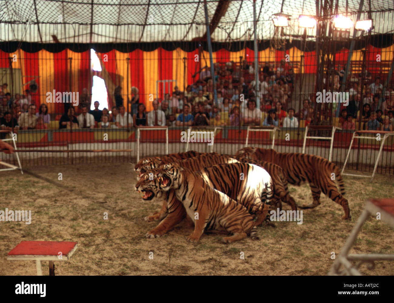 Tigers in circus ring Stock Photo
