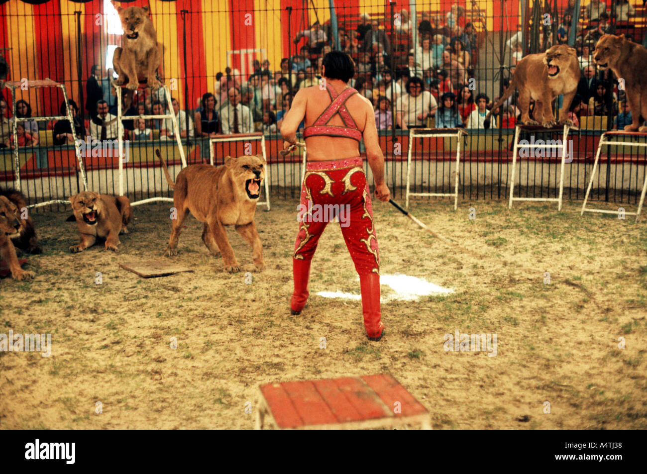 Lion tamer and lions in circus ring Stock Photo