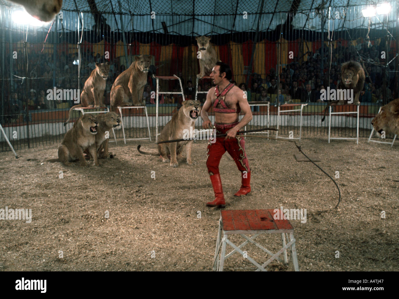 Lions and lionesses in circus ring with lion tamer Stock Photo - Alamy