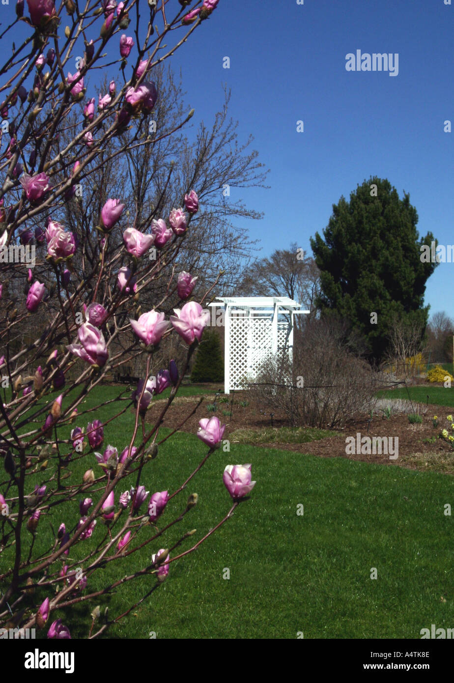 Saucer Magnolia and white arbor Stock Photo Alamy