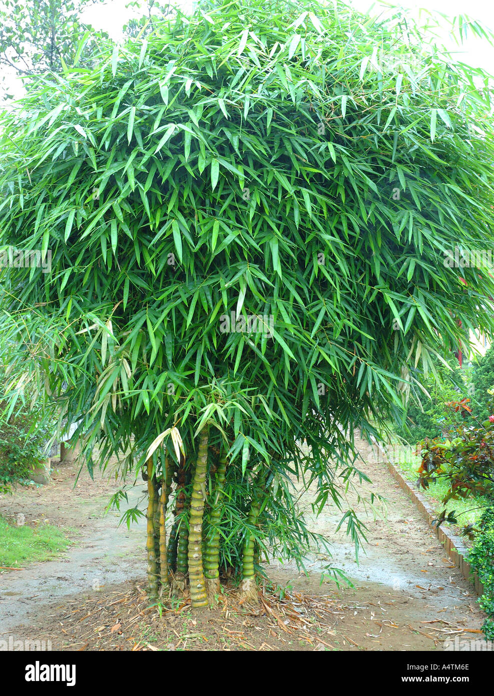 Bambusa vulgaris Wamin growing in the Forbidden Purple City Hue Stock