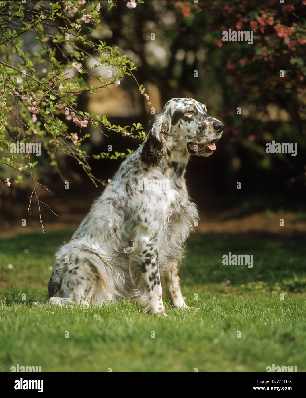 English setter dog on grass High Resolution Stock Photography and ...