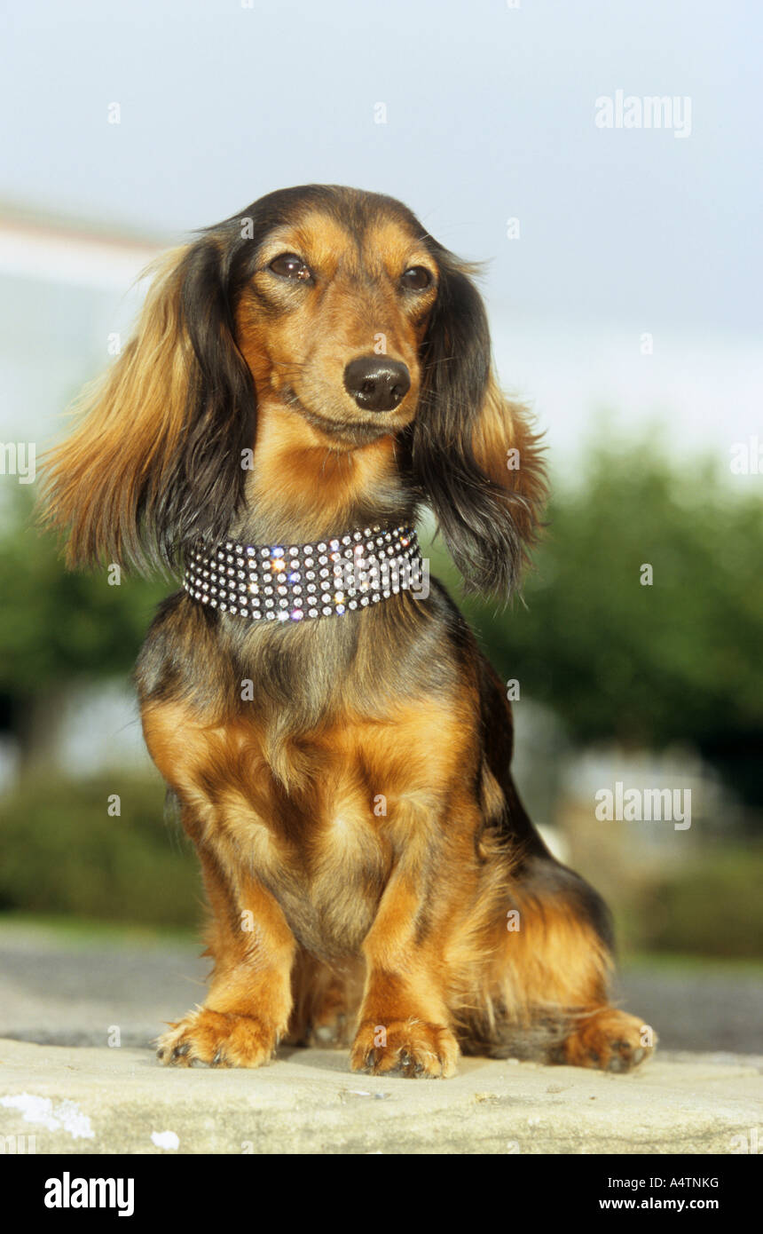 longhaired dachshund - sitting Stock Photo