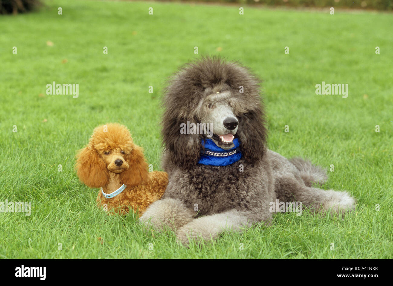 miniature poodle and standard poodle Stock Photo Alamy