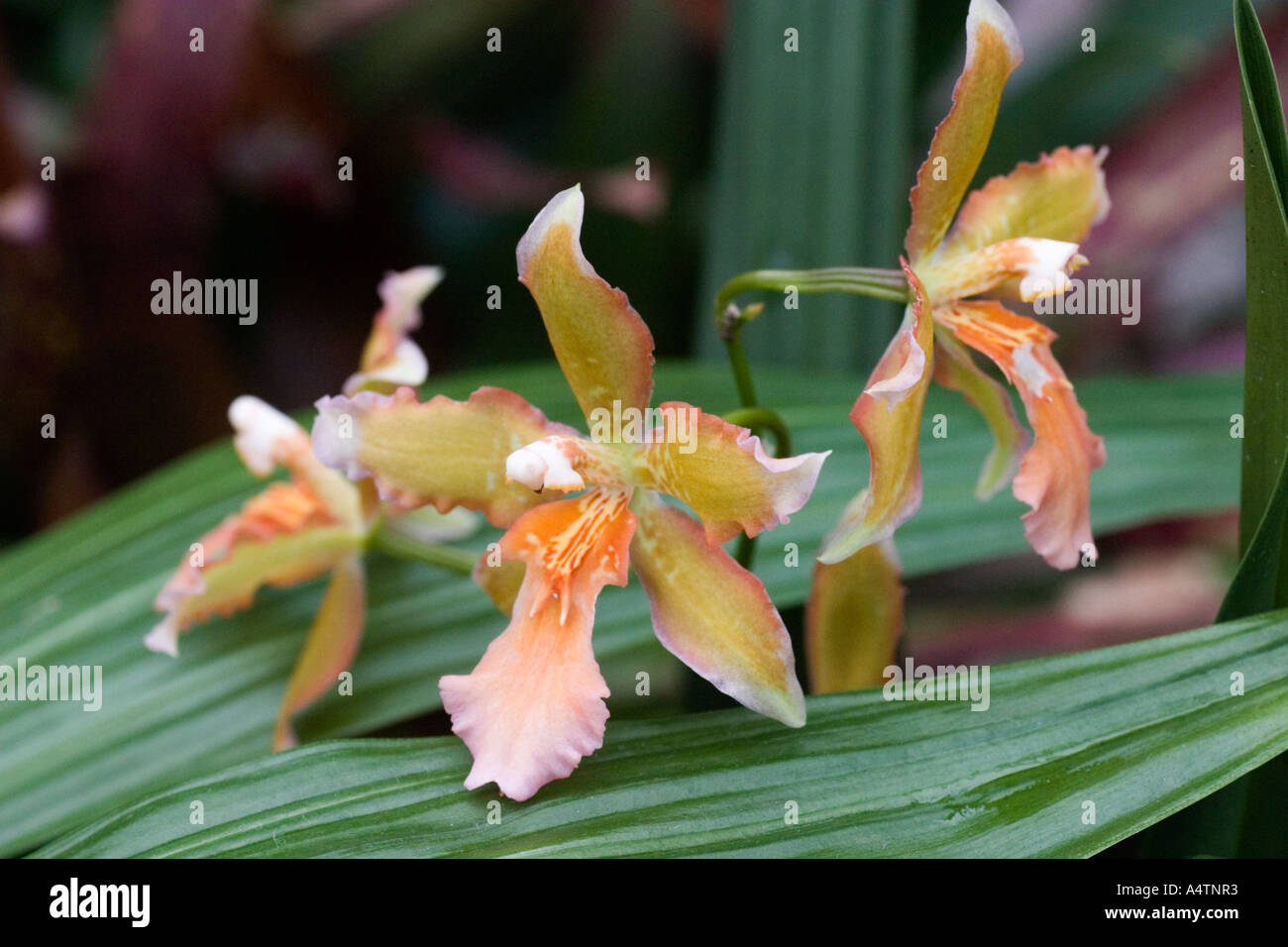 Orchid flowers in Queen's Park Glasshouse and Gardens Glasgow Scotland