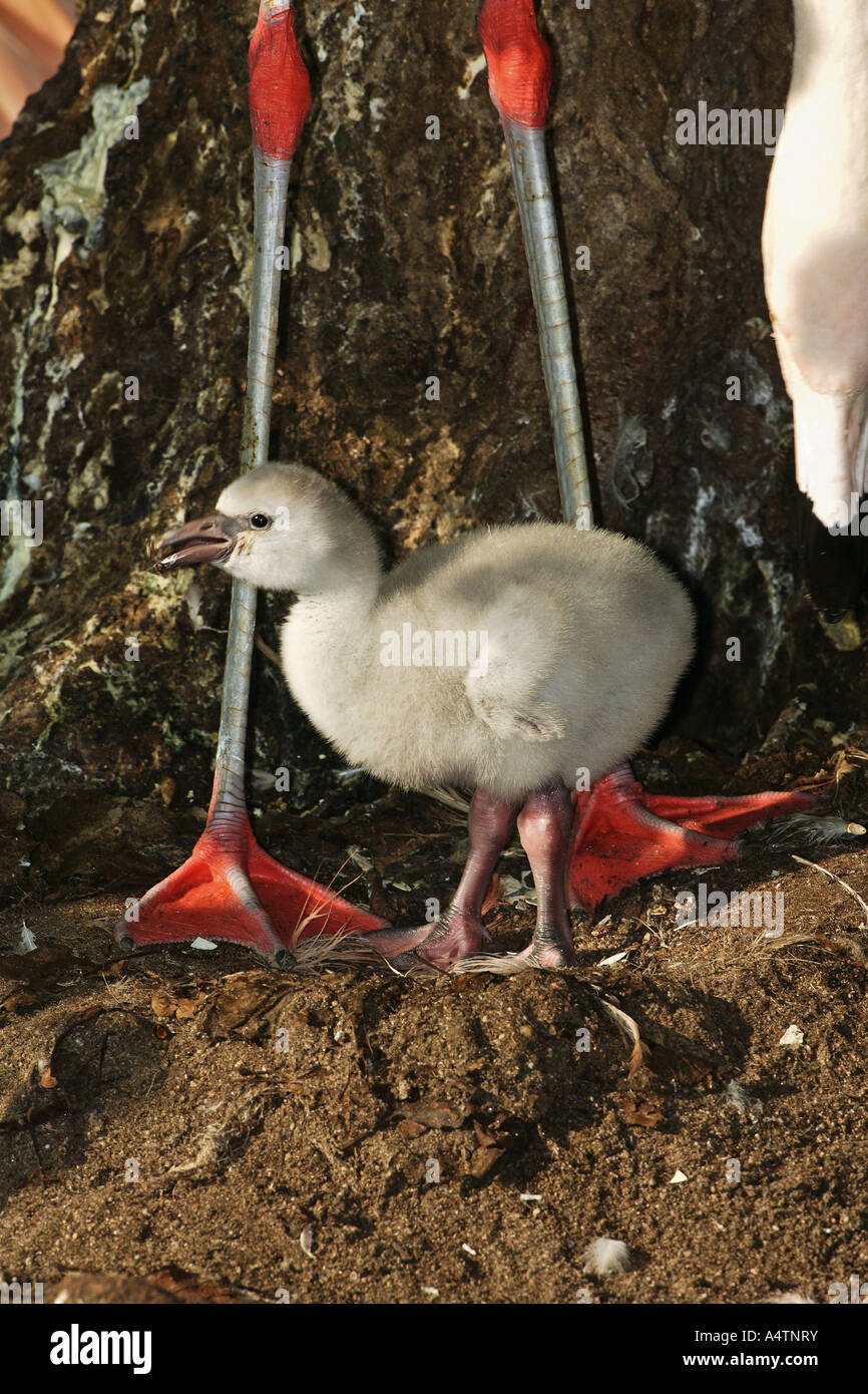 Chilean flamingo - squab / Phoenicopterus chilensis Stock Photo