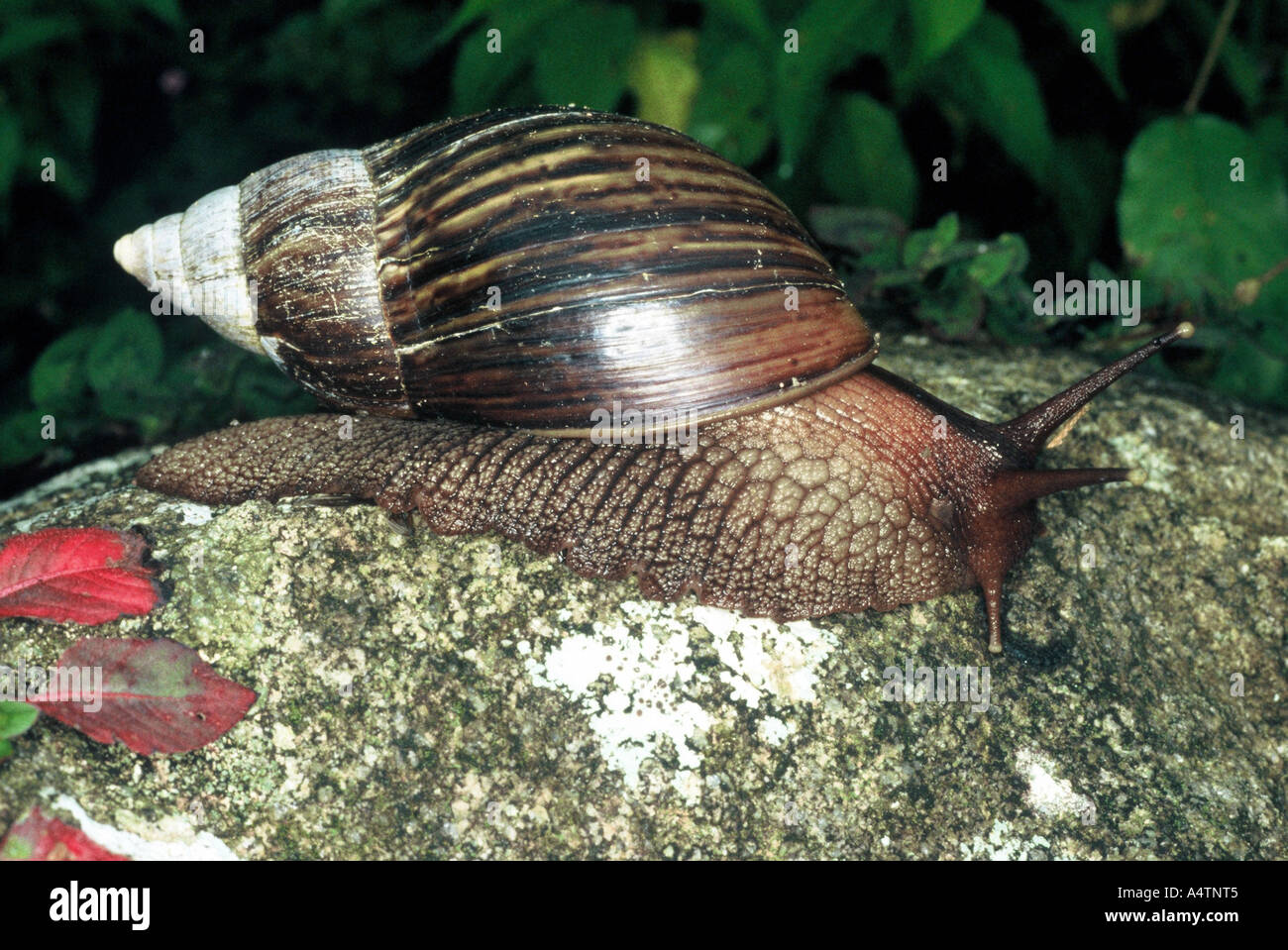 Giant Land Snail, Bvumba Highlands Zimbabwe Stock Photo