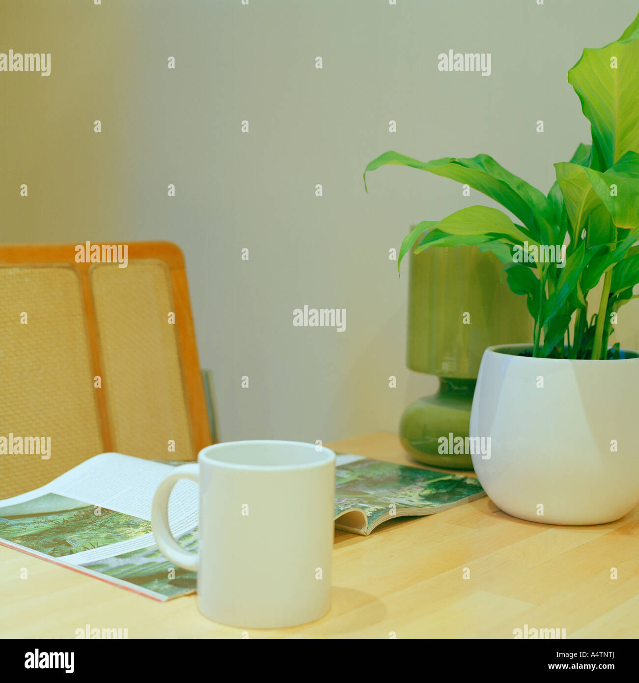 White mug with magazine and Maranta plant on dining table Stock Photo