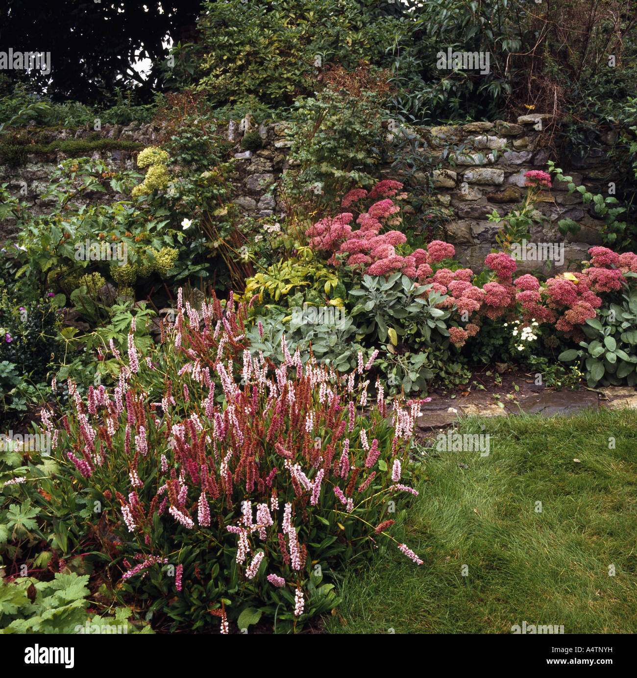 Pink sedum and polygonum growing in summer border beside lawn Stock Photo