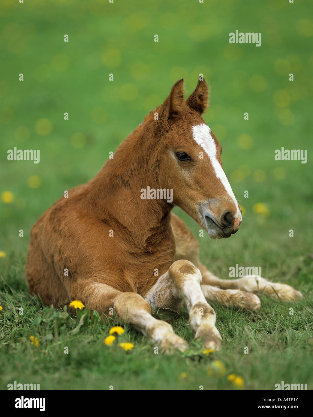 Freiberger foal - lying on meadow Stock Photo