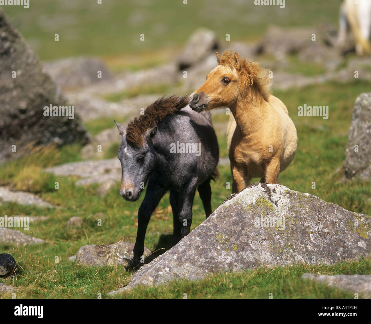 two Dartmoor ponies standing Stock Photo Alamy