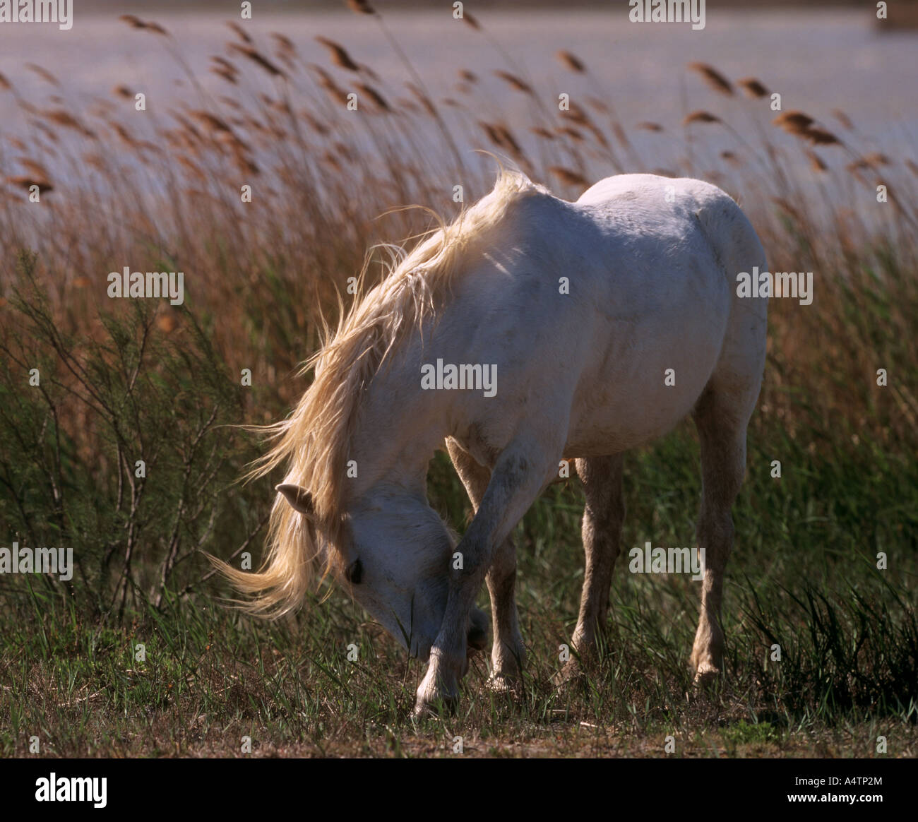 Camargue horse - stallion on meadow Stock Photo