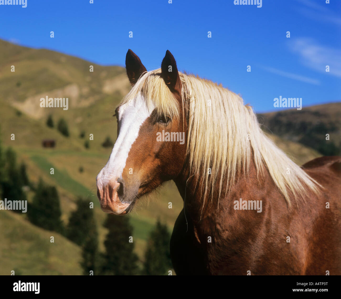 Italian draught horse - portrait Stock Photo
