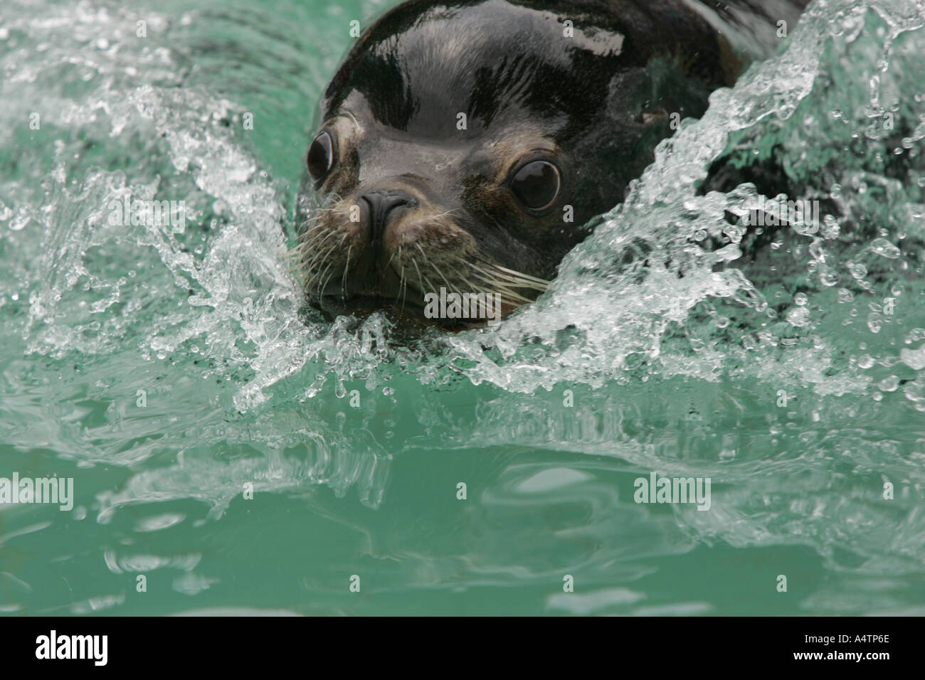 Sea lion swimming - Zalophus californius Stock Photo