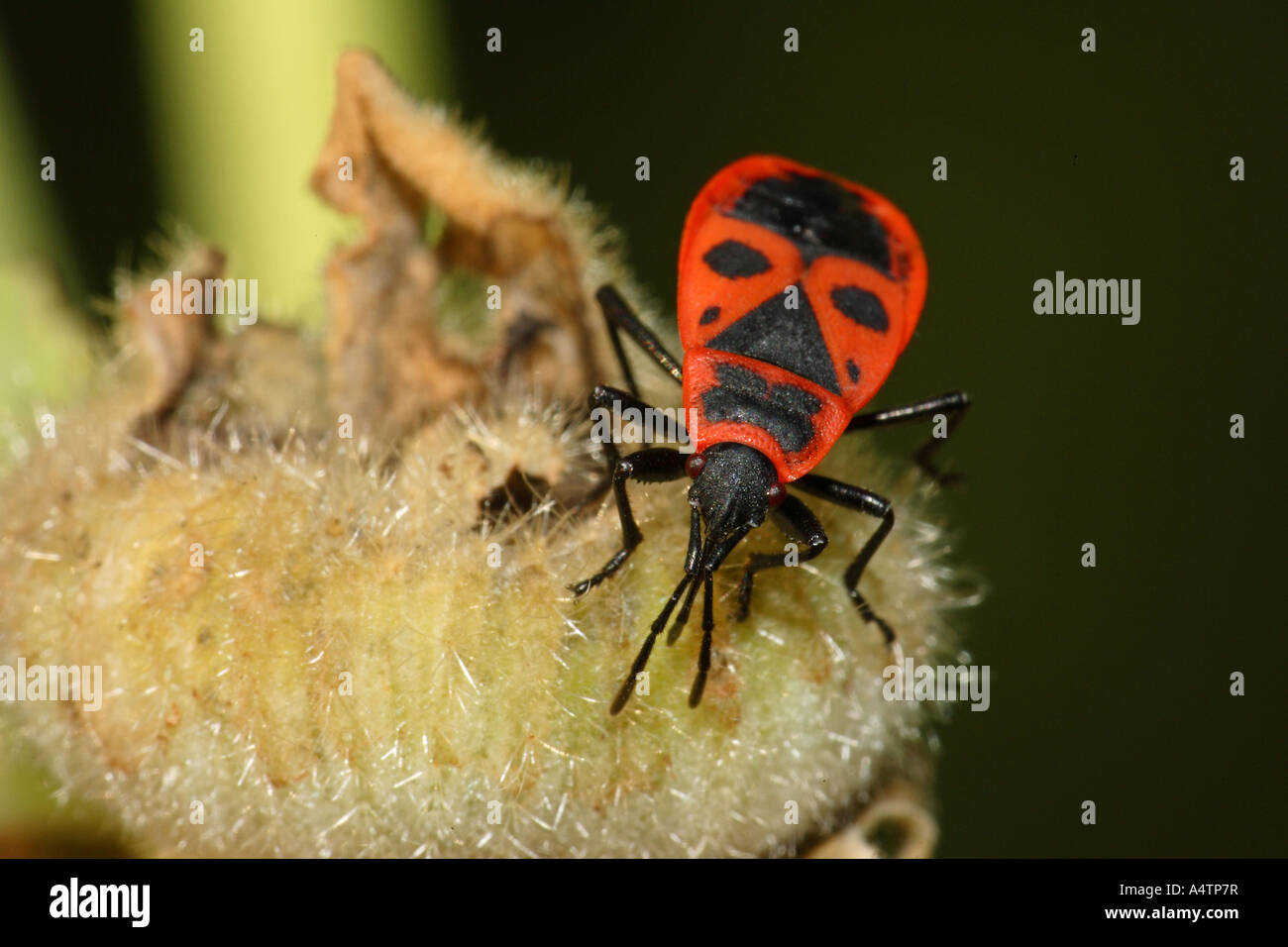 firebug / Pyrrhocoris apterus Stock Photo