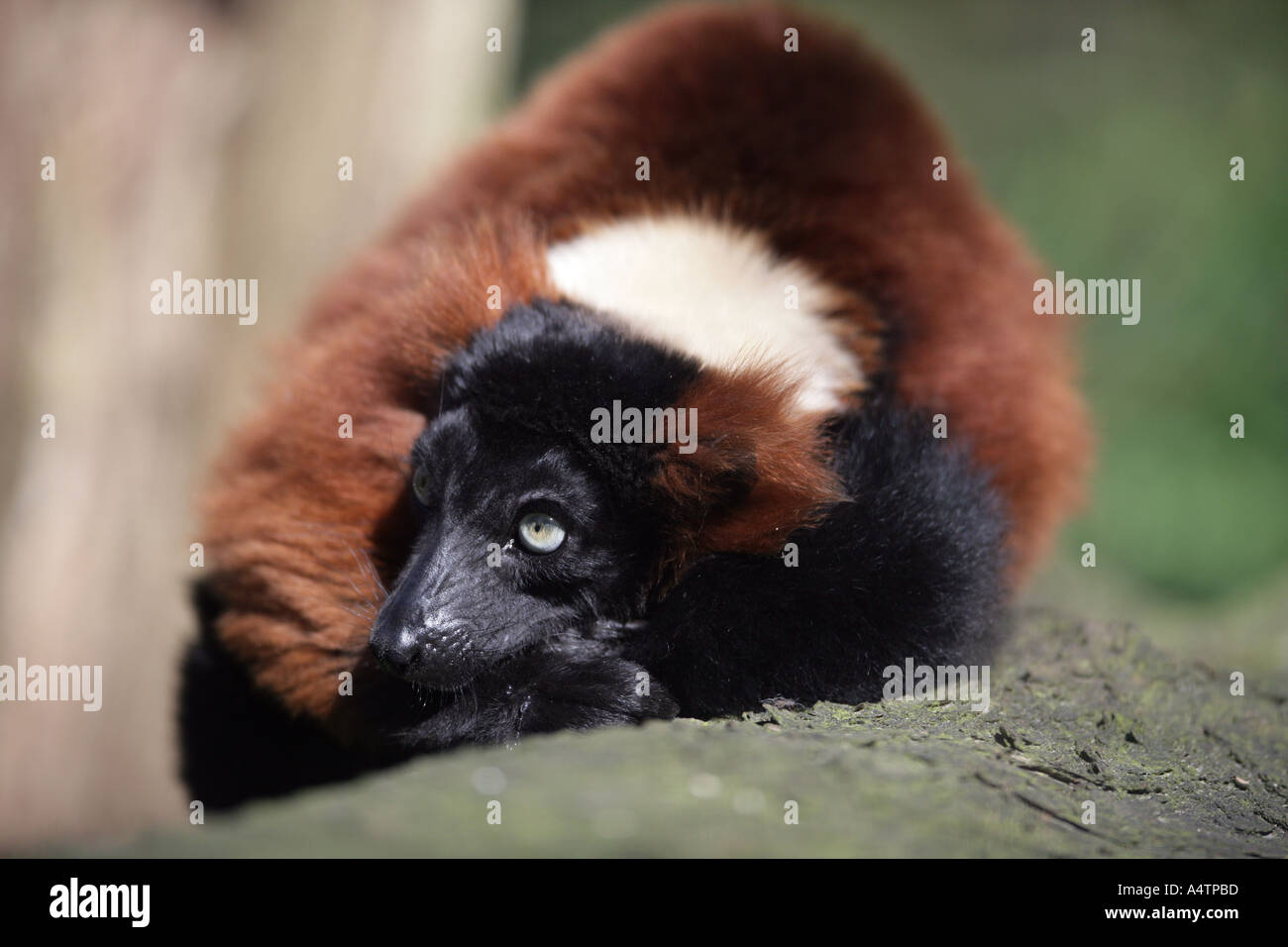 Red vari varecia rubra hi-res stock photography and images - Alamy