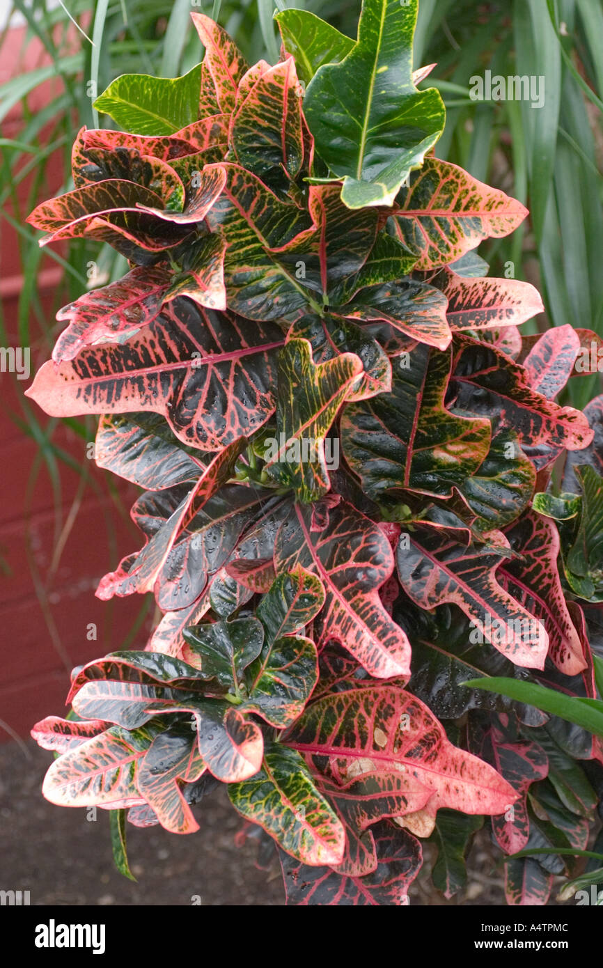 Codiaeum variegatum "pictum" from Pacific Islands Stock Photo - Alamy