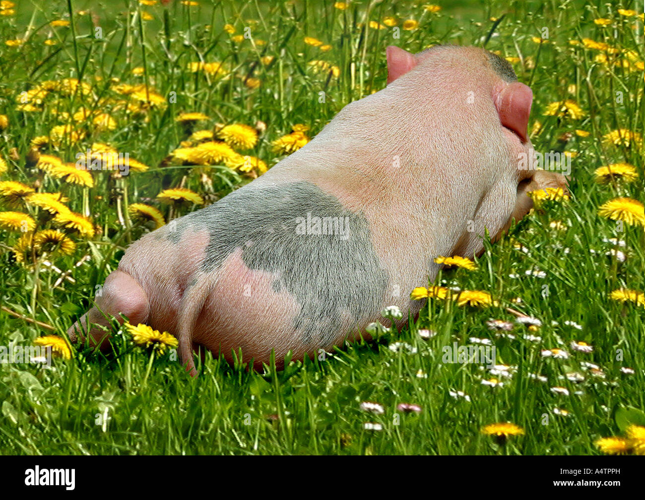 Farrow hires stock photography and images Alamy