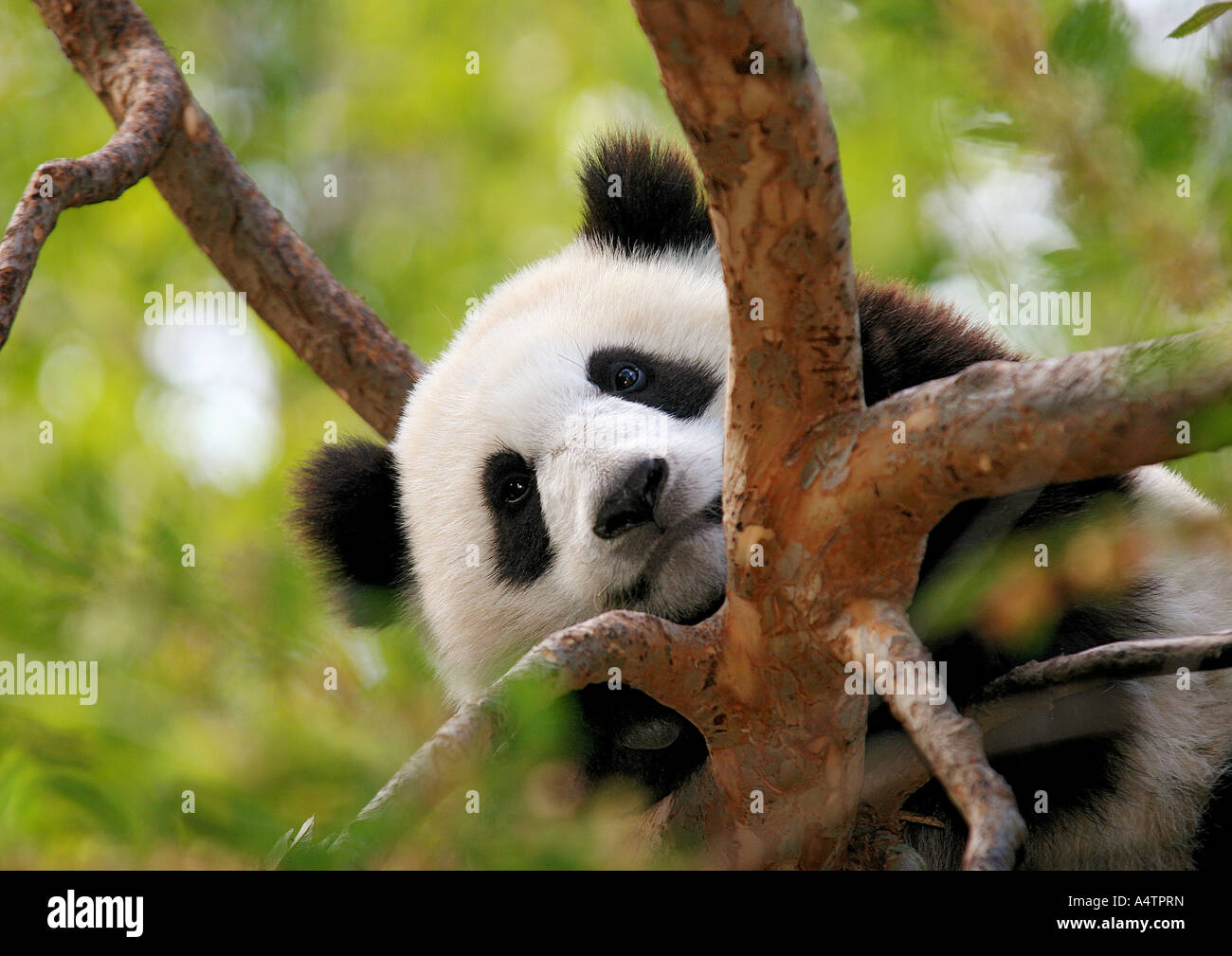 Giant Panda Cub On Tree Ailuropoda Melanoleuca Stock Photo Alamy
