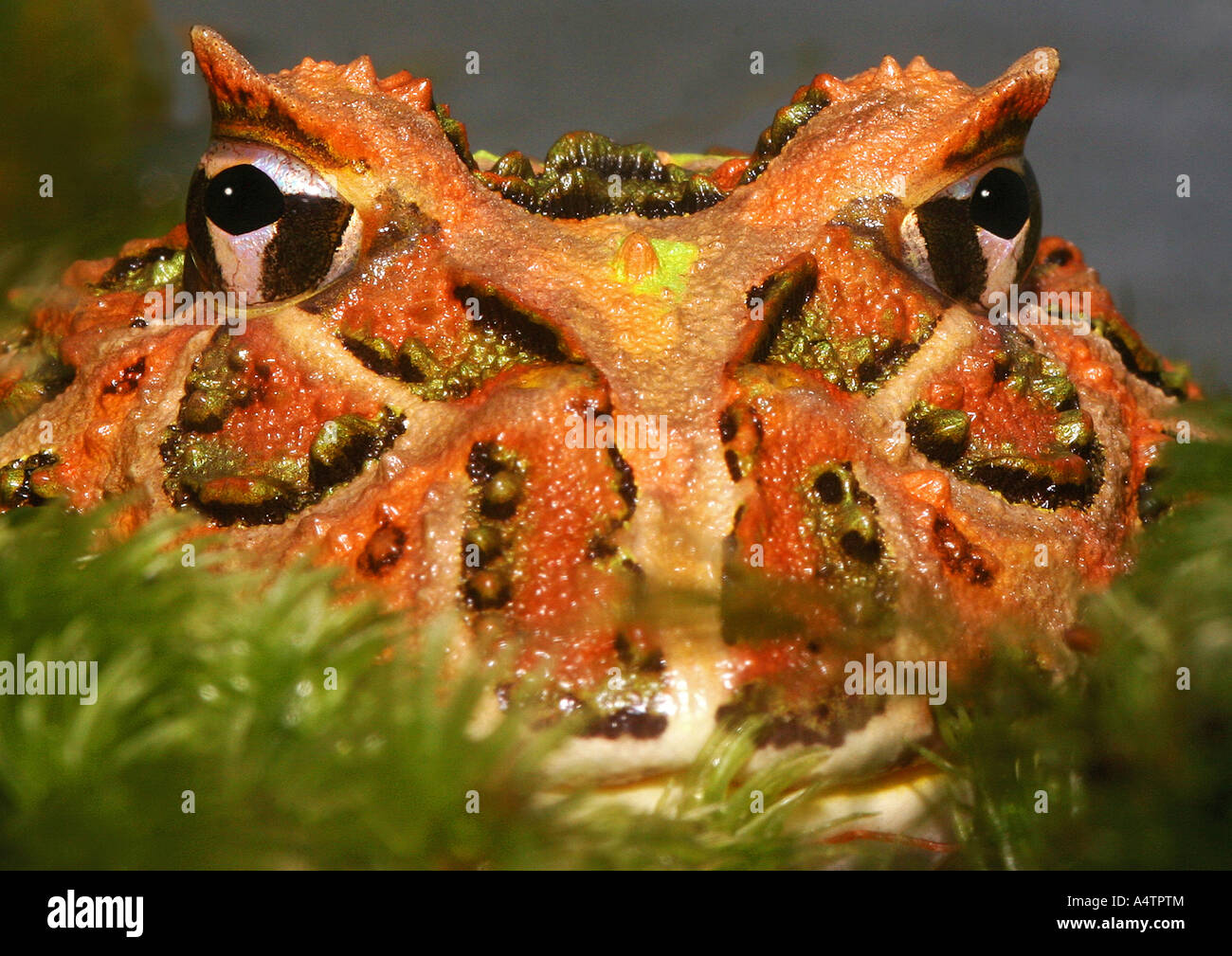 Argentine horned frog / Ceratophrys ornata Stock Photo Alamy