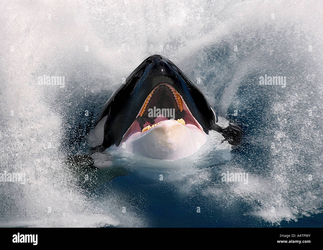 Orcinus orca mouth hi-res stock photography and images - Alamy